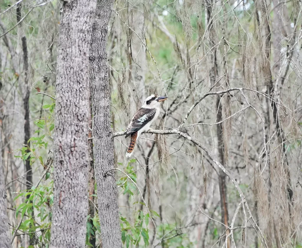 Kookaburra