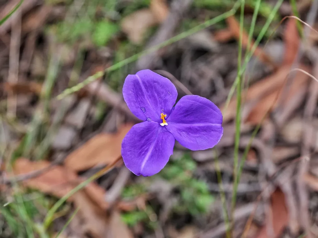 Flowers - Glass House Mountains