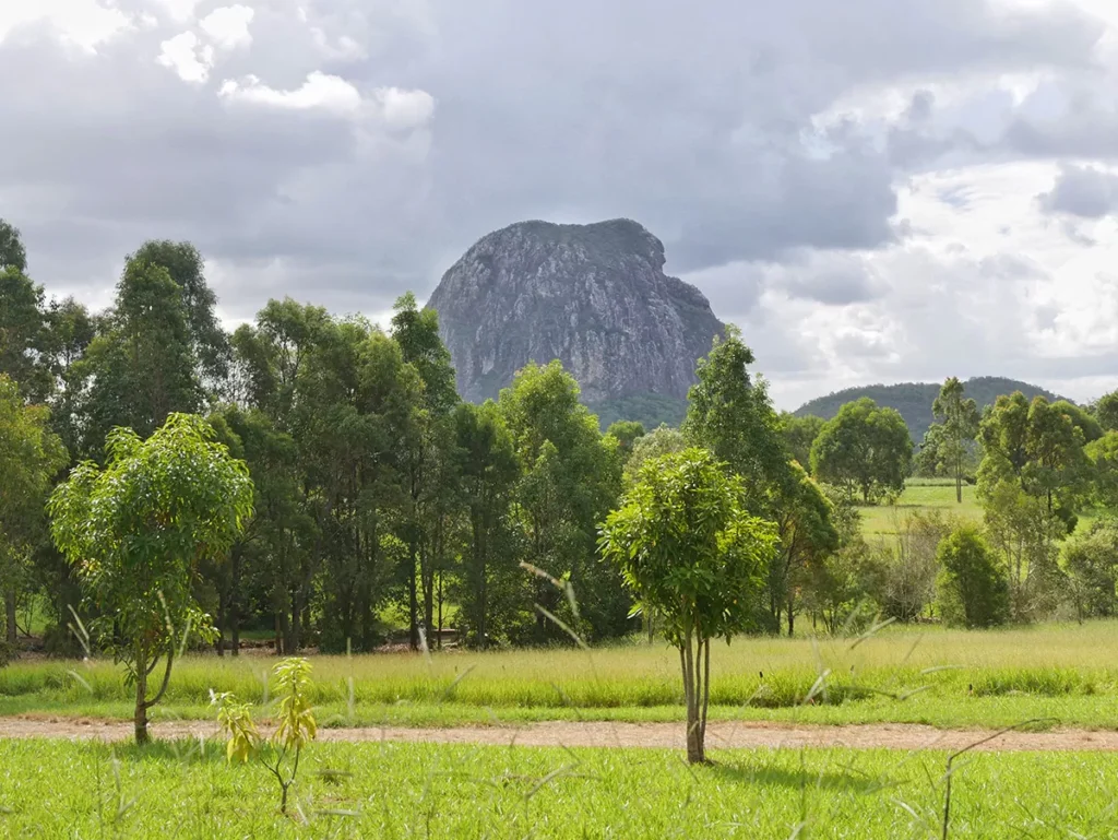 Beautiful spruce trees adorn the landscape - Glass House Mountains