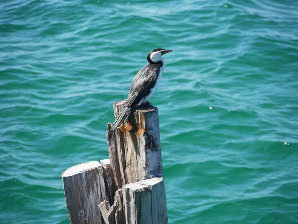 Bird - Yalgorup National Park