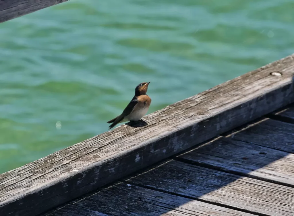 Bird - Yalgorup National Park