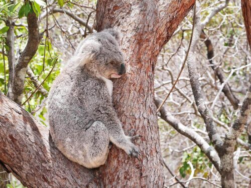 Koala