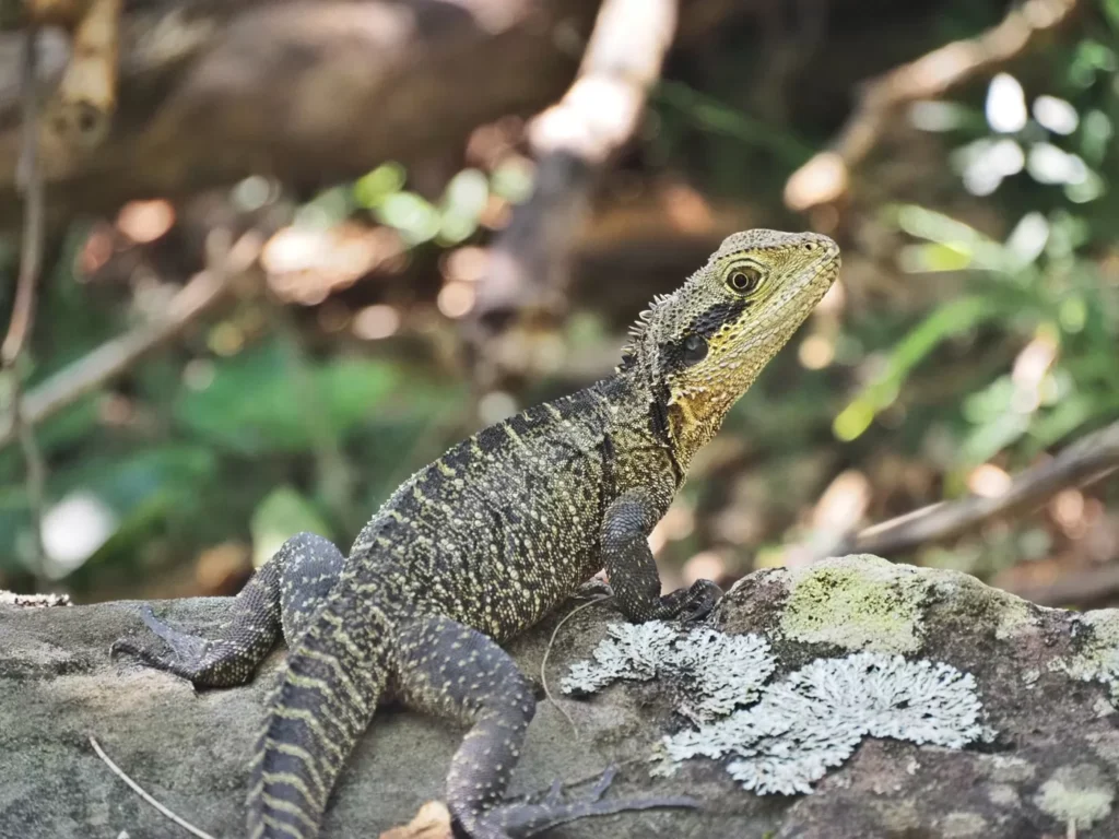 Lizard in Sydney