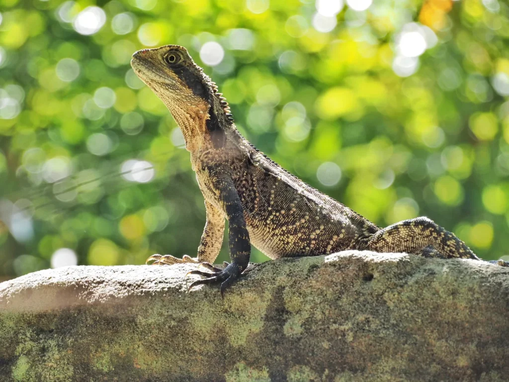 Lizard - Spit Bridge to Manly Walk
