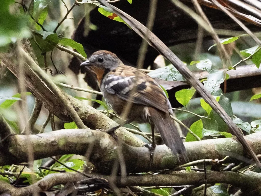 Australian Logrunner