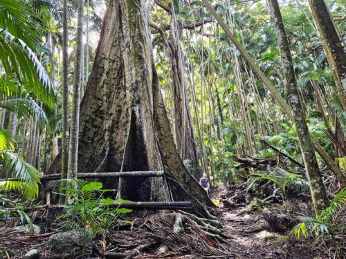Tamborine National Park