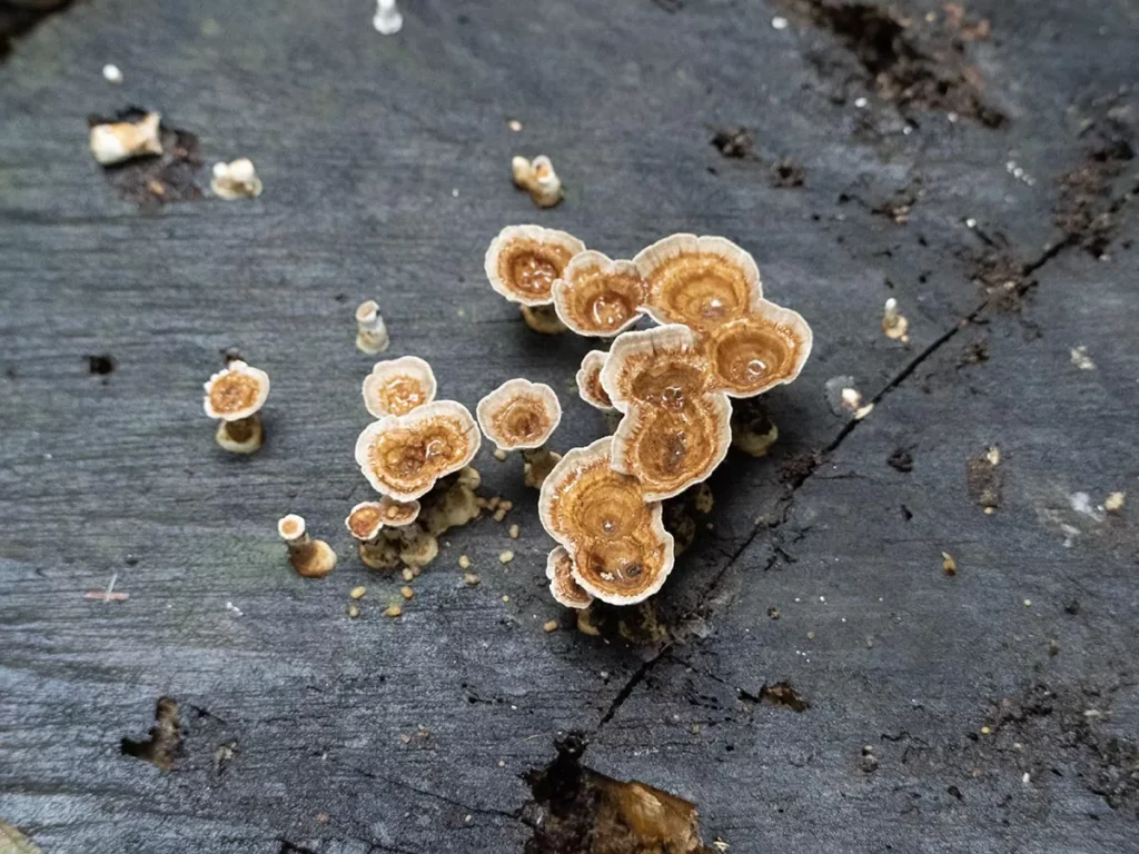 Mushrooms