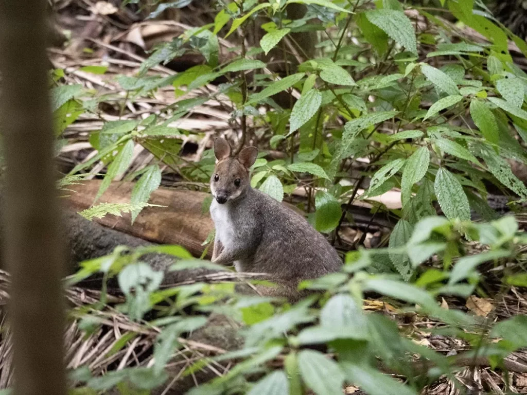 Pademelon