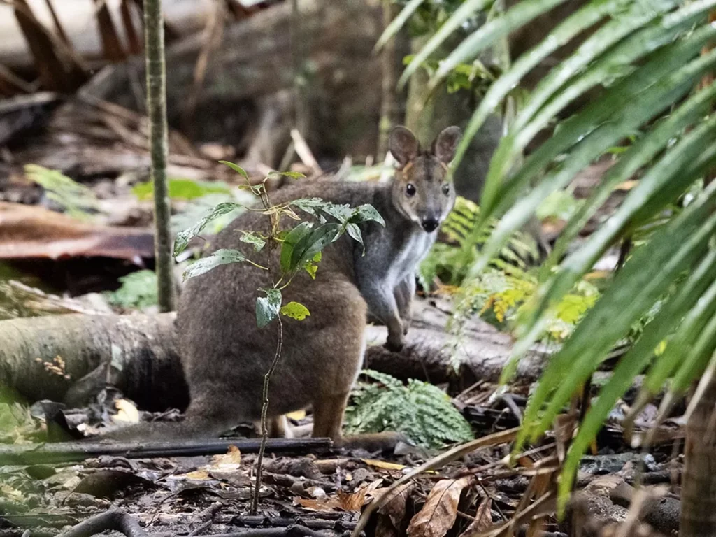 Pademelon