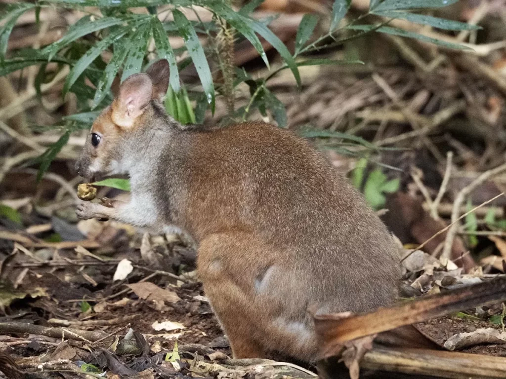 Pademelon