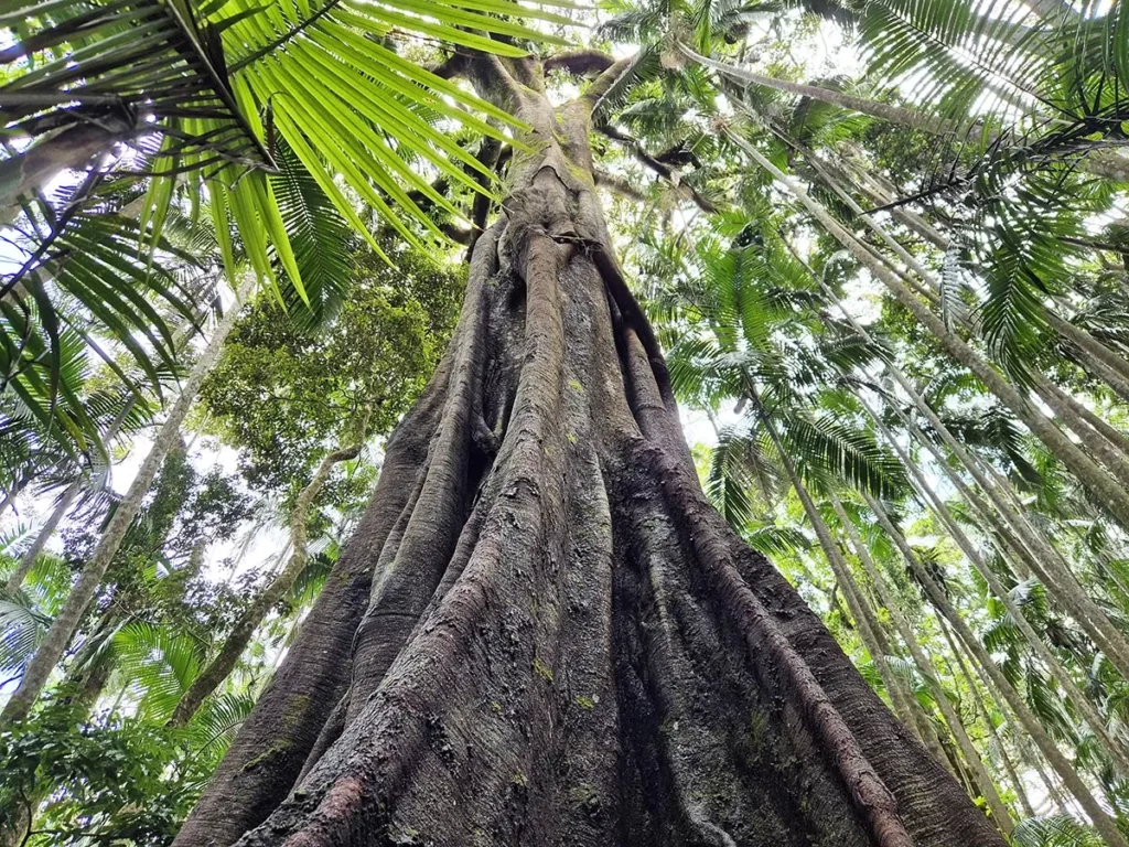 Giant tree - Tamborine National park