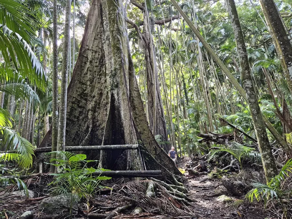 Giant tree