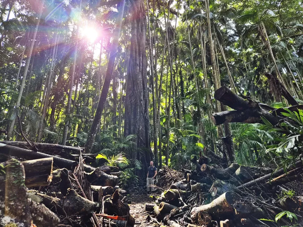 Tamborine National park