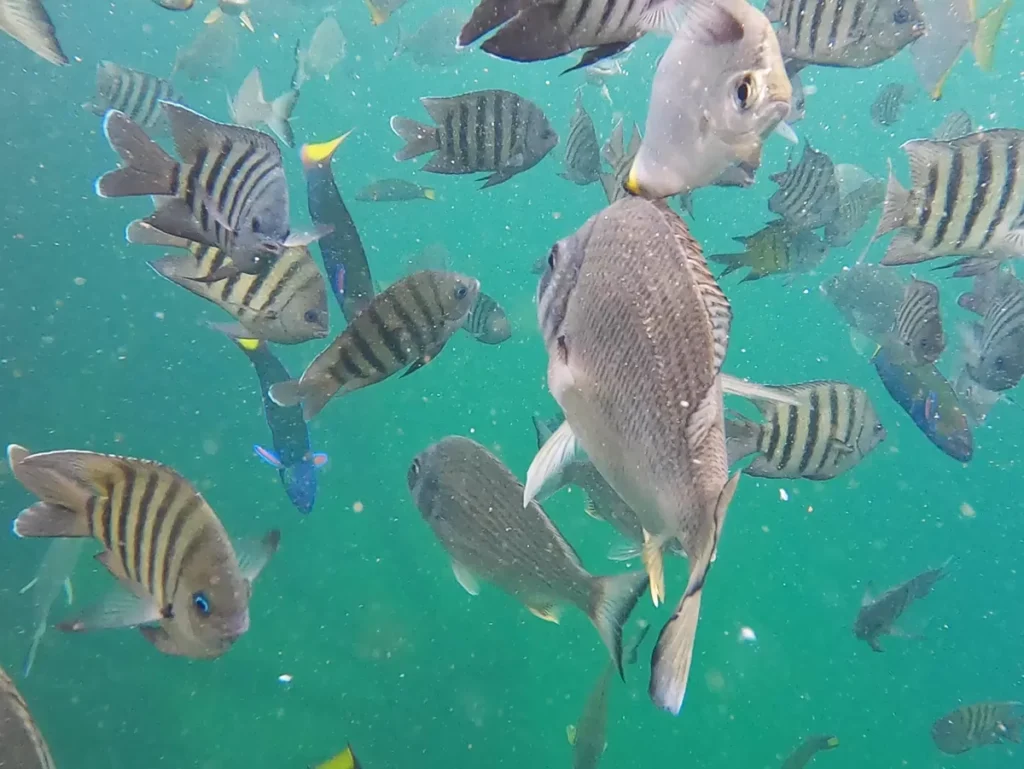 Fish