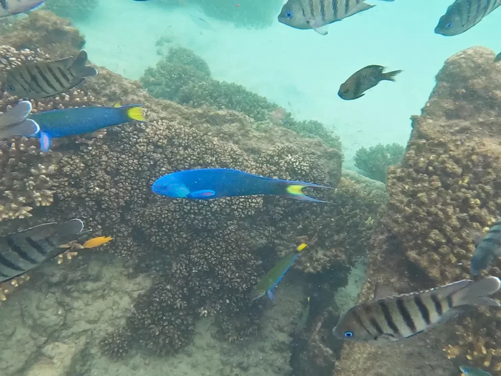 Fish