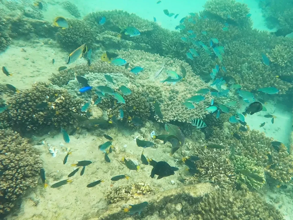 Snorkeling at Tangalooma Wrecks