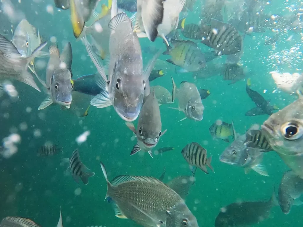 Snorkeling at Tangalooma Wrecks