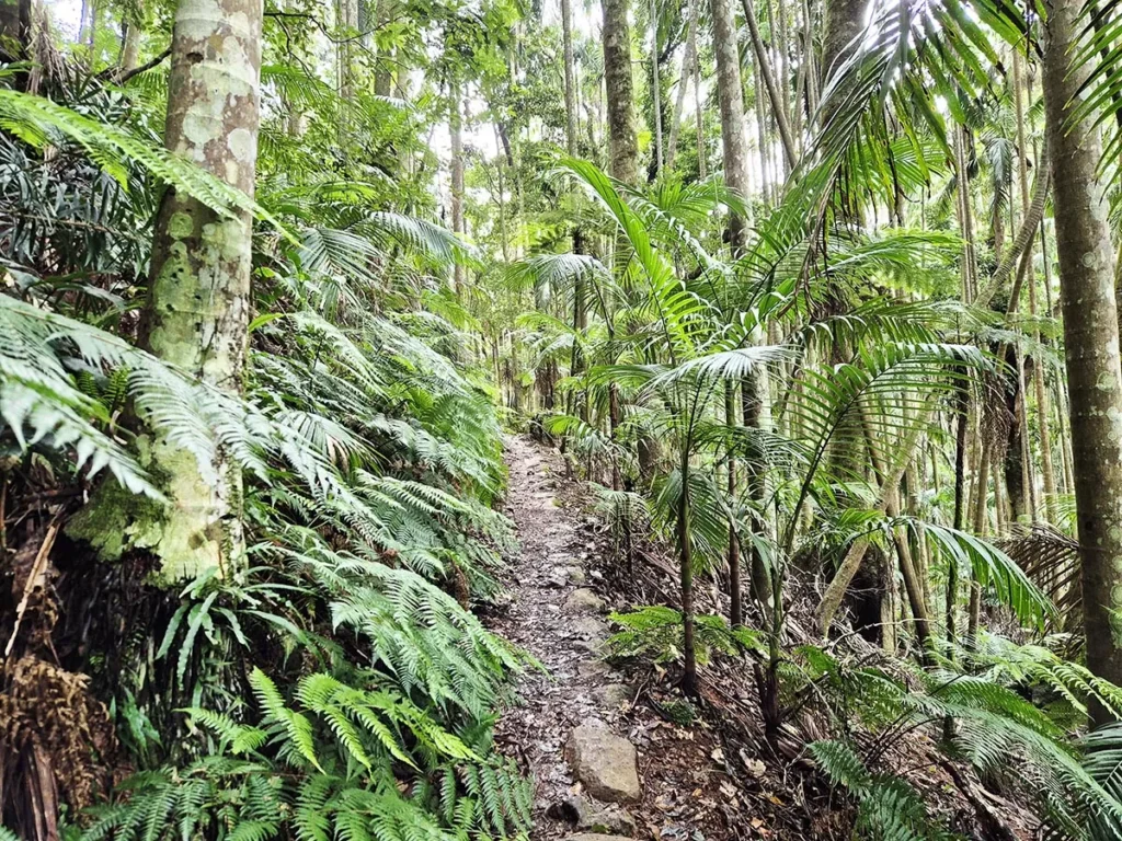 Palm Grove Circuit