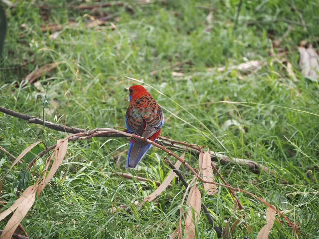 Bird