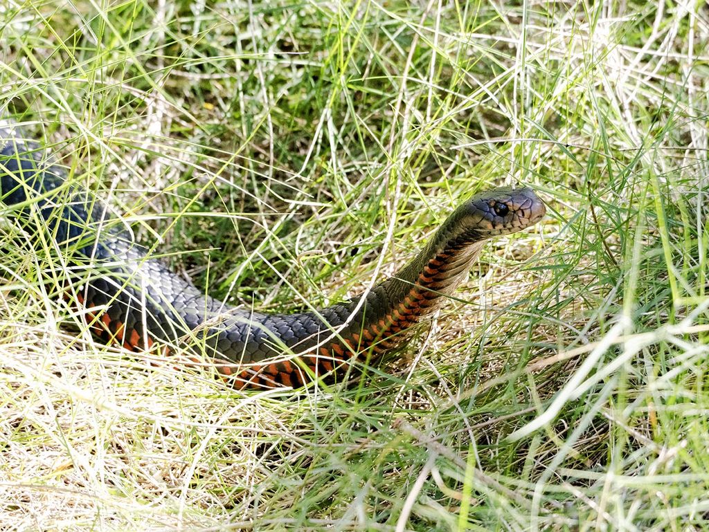 Red bellied black snake