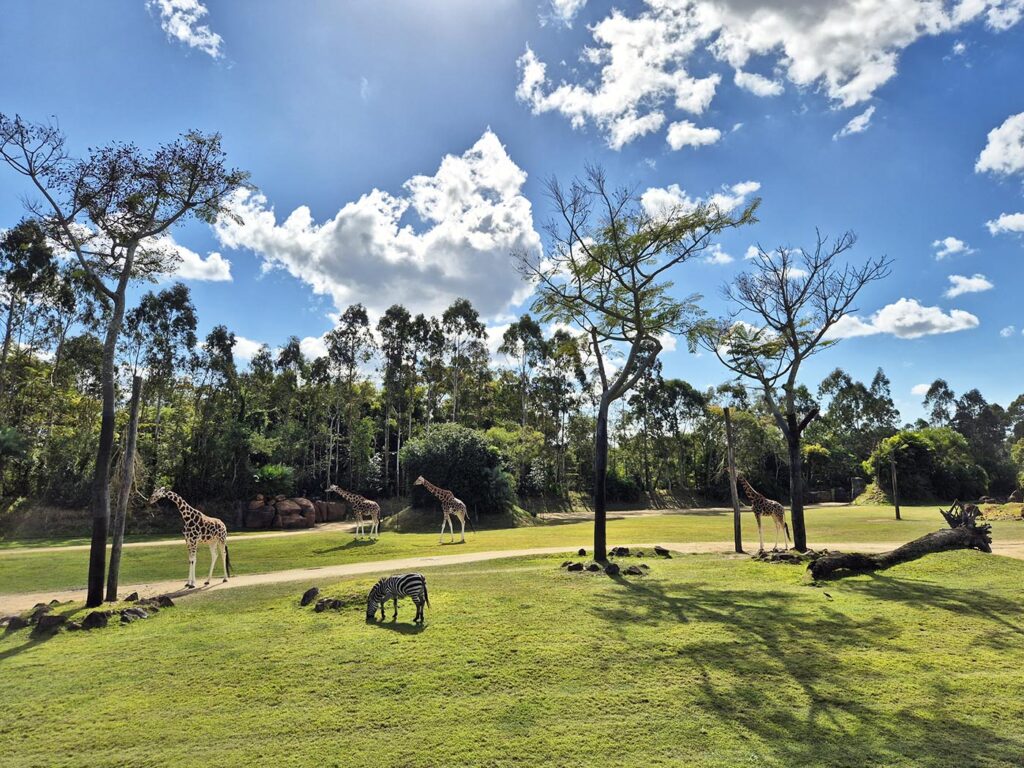 Giraffes