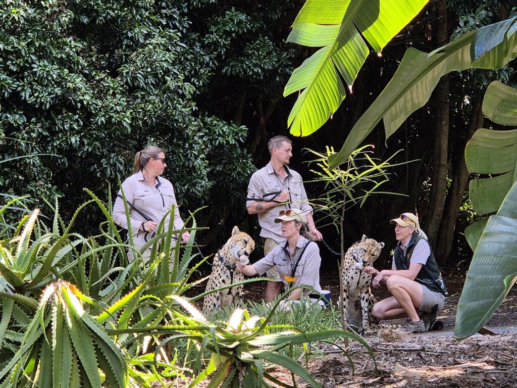 Cheetahs