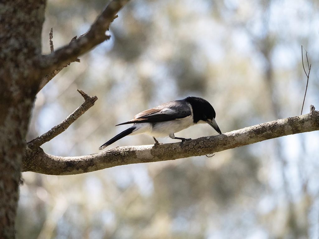 Bird spotting