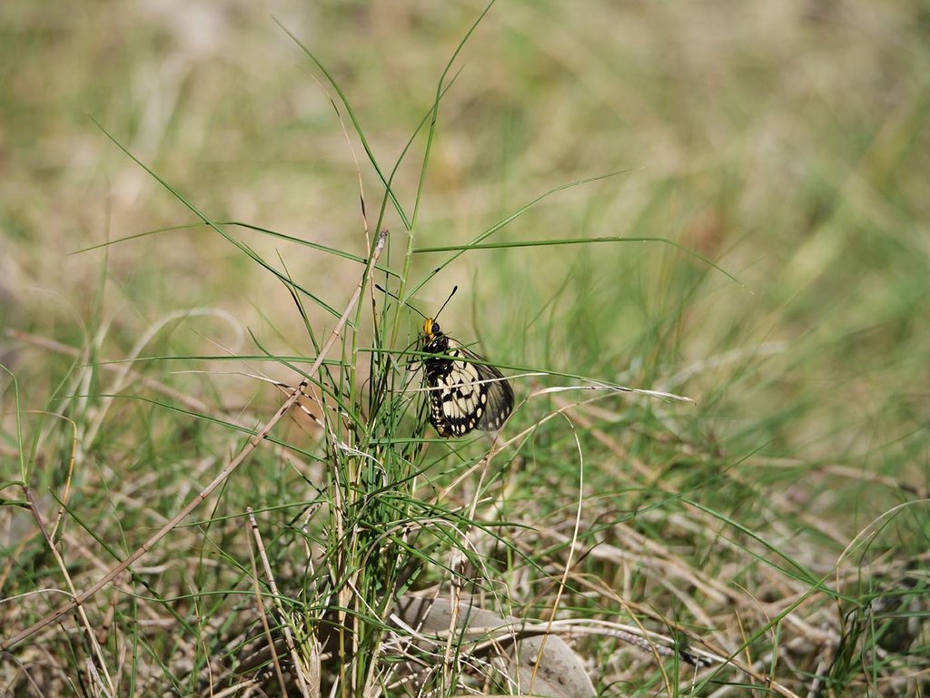 Butterfly