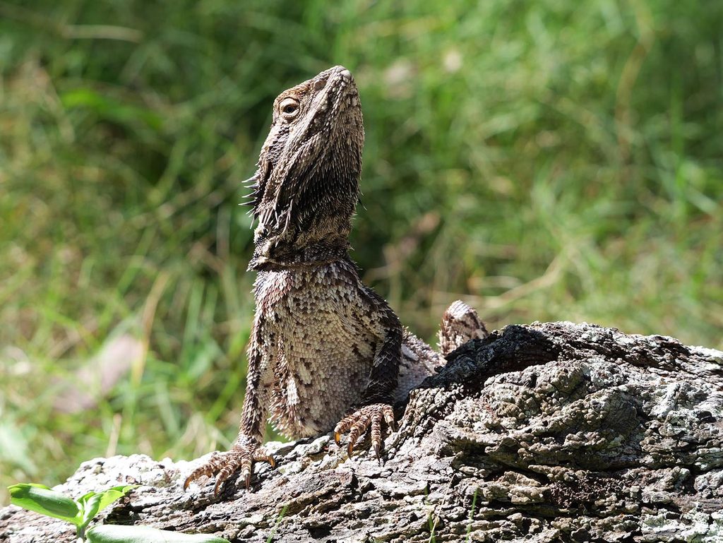Lizard