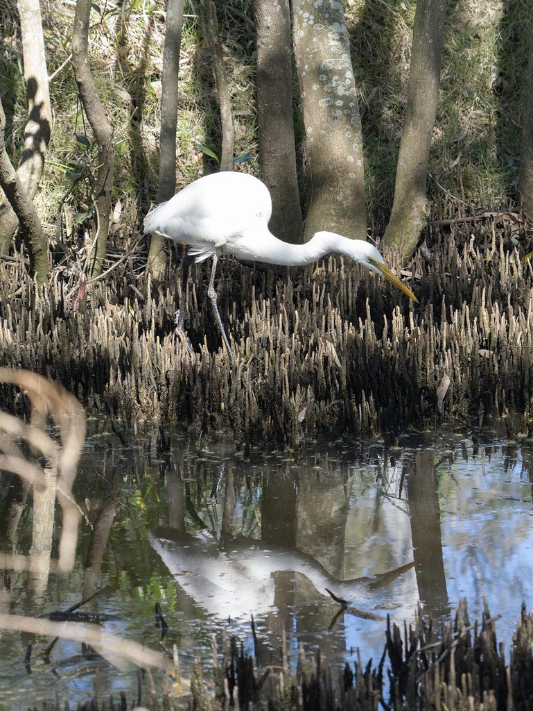 Silver heron Boondall Wetlands