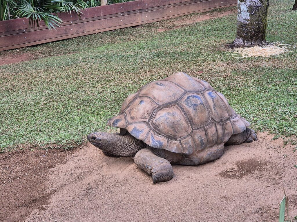 Turtle
